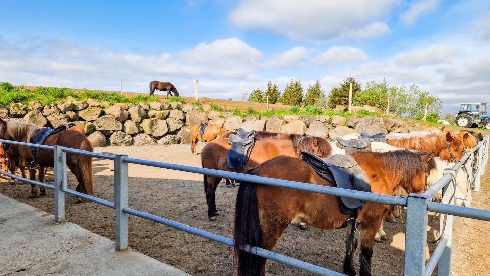 Reykjavik: Red Lava Horse Riding Tour - Common questions