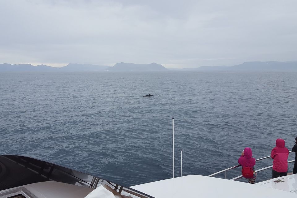 Reykjavik: Whale Watching and Dolphin Watching Yacht Cruise - Customer Reviews