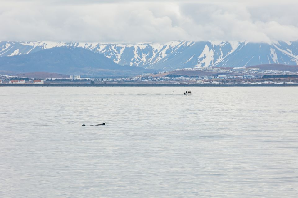 Reykjavík: Whale Watching Cruise on the Amelia Rose Yacht - Directions