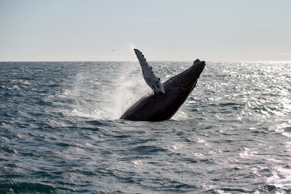 Reykjavik: Whale Watching & Northern Lights Combo Cruise - Directions