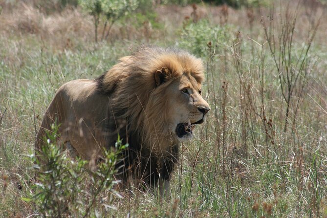 Rhino and Lion Park Guided Tour From Johannesburg - Traveler Photography