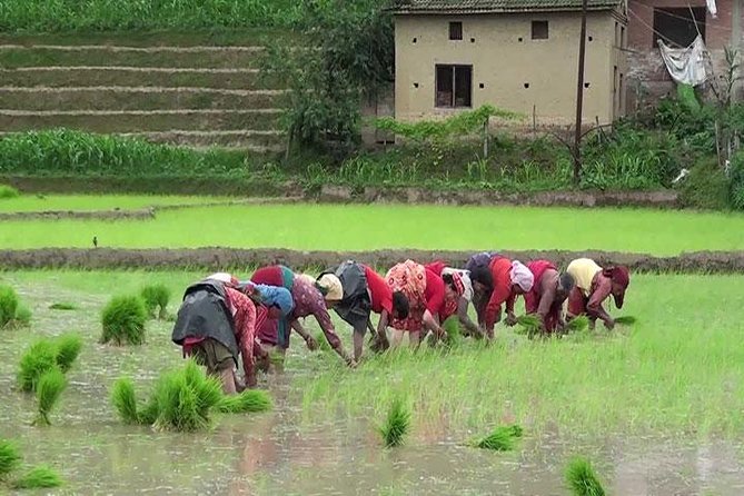 Rice Plantation Experience in Bhaktapur - Directions