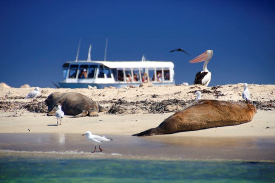 Rockingham: Shoalwater Islands Tour and Penguin Island - Meeting Point