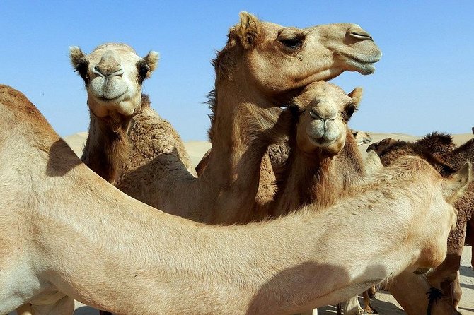 Royal Desert Safari Tour With Dinner At Al Hadheerah (Bab Al Shams) - Common questions