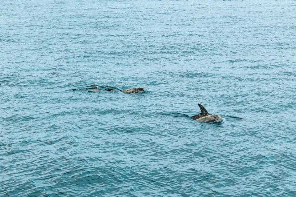 San Diego: Whale and Dolphin Watching Cruise - Additional Information