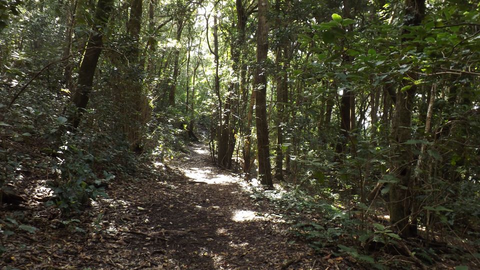 Santa Cruz De Tenerife: 2-Hour Hiking Tour in Anaga Forest - Important Information