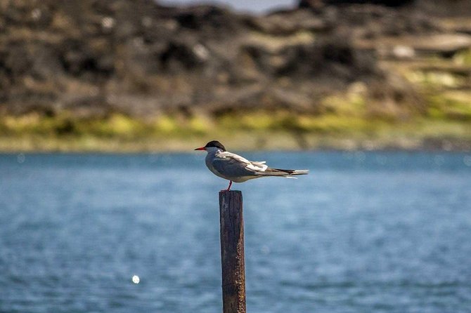 São Miguel Bird-Watching Boat Tour From Vila Franco Do Campo  - Sao Miguel - Last Words