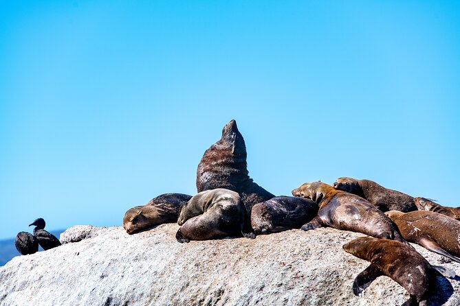 Seal Snorkeling Experience in Cape Town - Directions