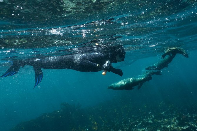 Seal Snorkeling With Animal Ocean in Hout Bay - Last Words
