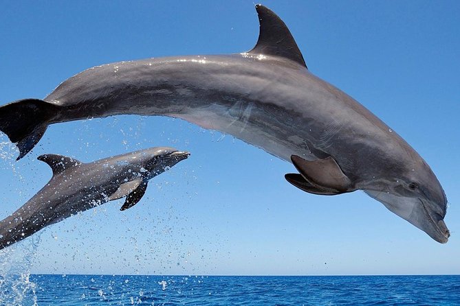 Setúbal Private Tour - Including Dolphin Watching - Last Words