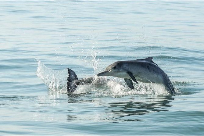 Shark Diving Full Day Guided Return Transfer to Gansbaai From Cape Town - Additional Adventure Options