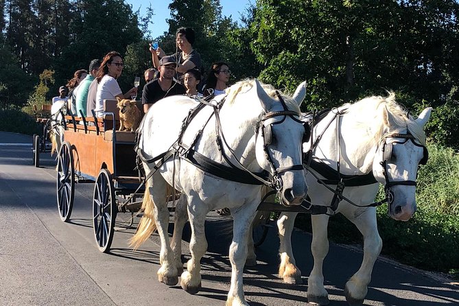 Simondium Small-Group Horse and Carriage Ride With Wine  - Franschhoek - Key Points