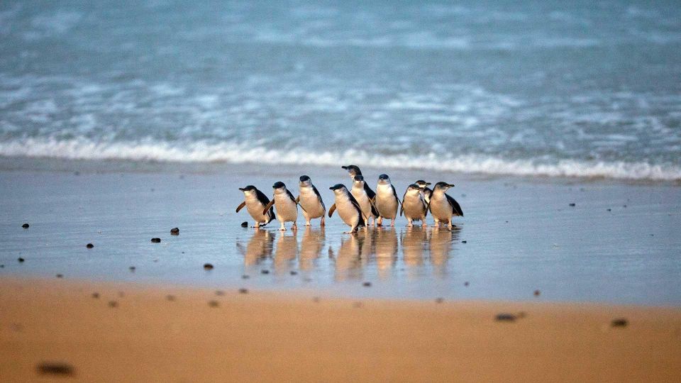 Small Group Philip Island Express Penguin & Wallaby Spoting - Additional Information