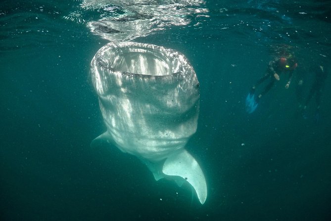 Small Group Whale Shark Snorkeling in La Paz BCS MX - Last Words