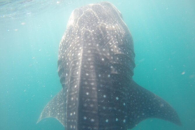 Snorkel Tour With Whale Shark in La Paz - Common questions