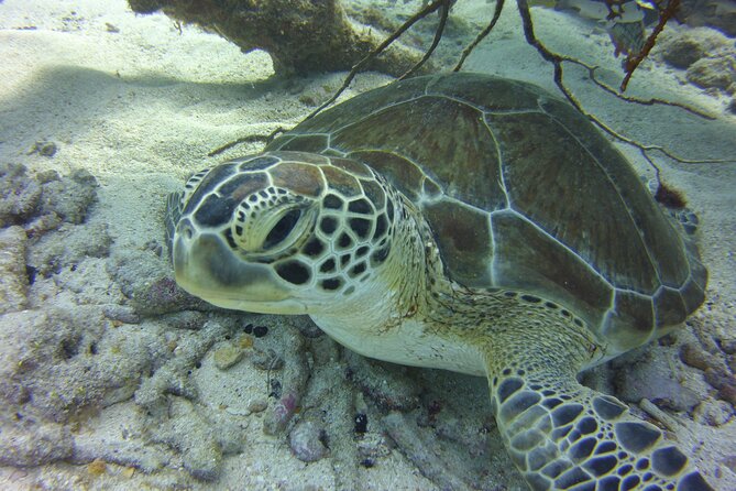 Snorkel Tours of the Key Largo Reef for up to 6 People - Last Words