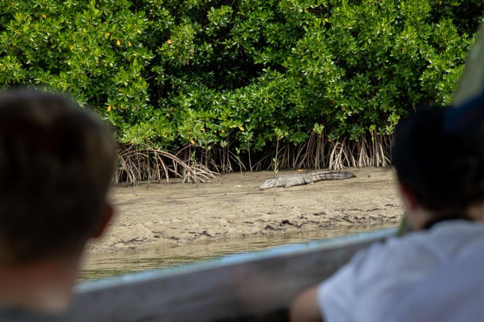 Southern Daintree Explorer Tour - Half Day - Guest Review