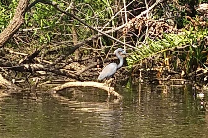 Sunset Kayaking Tour at Manatee Cove With Manatee & Dolphin Sightings - Common questions