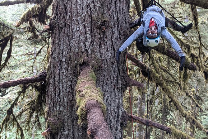 Sunset Tree Climb at Silver Falls State Park - What To Expect