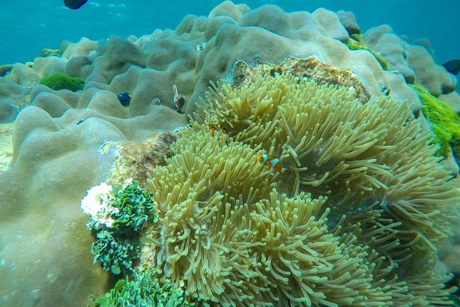 Surin Islands Speedboat Snorkeling Tour From Phuket - Common questions