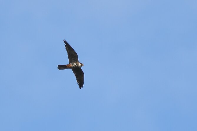 Sussex Birdwatching Private Guided Day Tour - Common questions