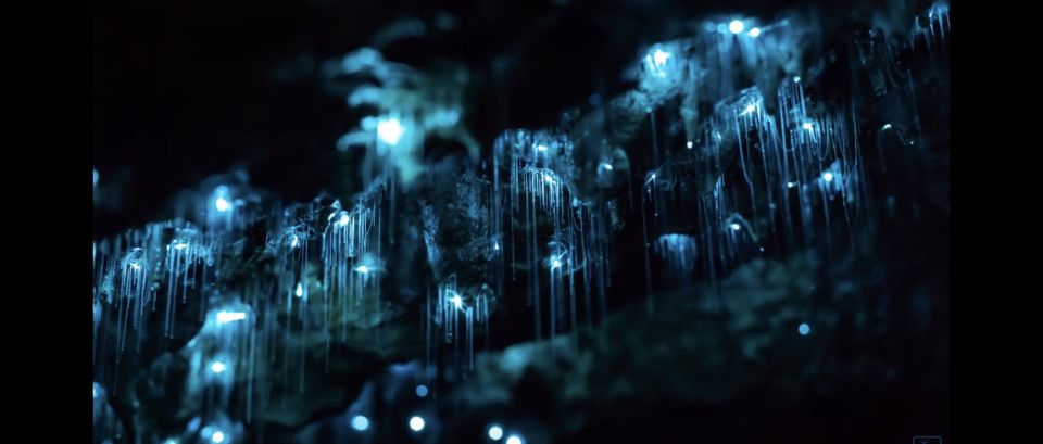 Sydney: Blue Mountains Glow Worms Wild Adventure by Night - Common questions