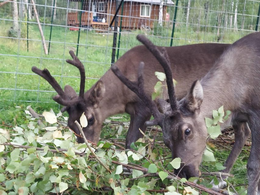 Talkeetna: A Walk in the Woods...with Reindeer! - Common questions