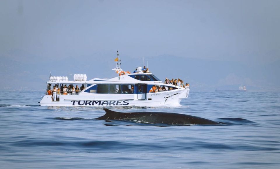 Tarifa: Whale & Dolphin Watching in the Strait of Gibraltar - Sustainable Practices