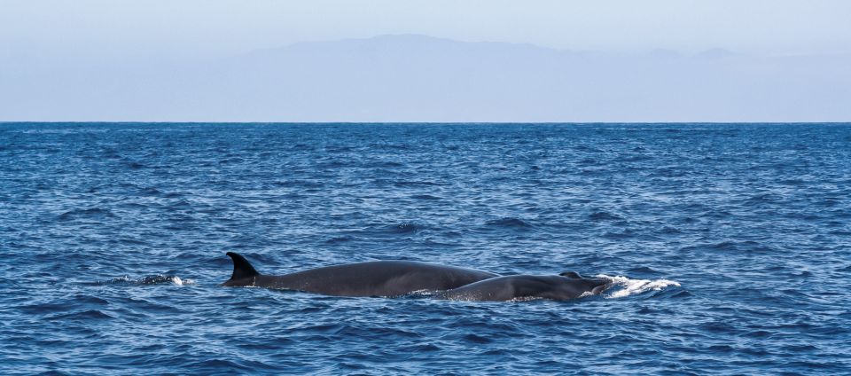 Tenerife: 3-Hour Luxury Sail With Food and Snorkeling - Location and Departure Point