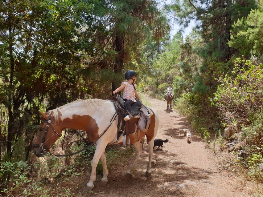 Tenerife: Guided Horseback Riding Tour to the Lomo Forest - Customer Reviews