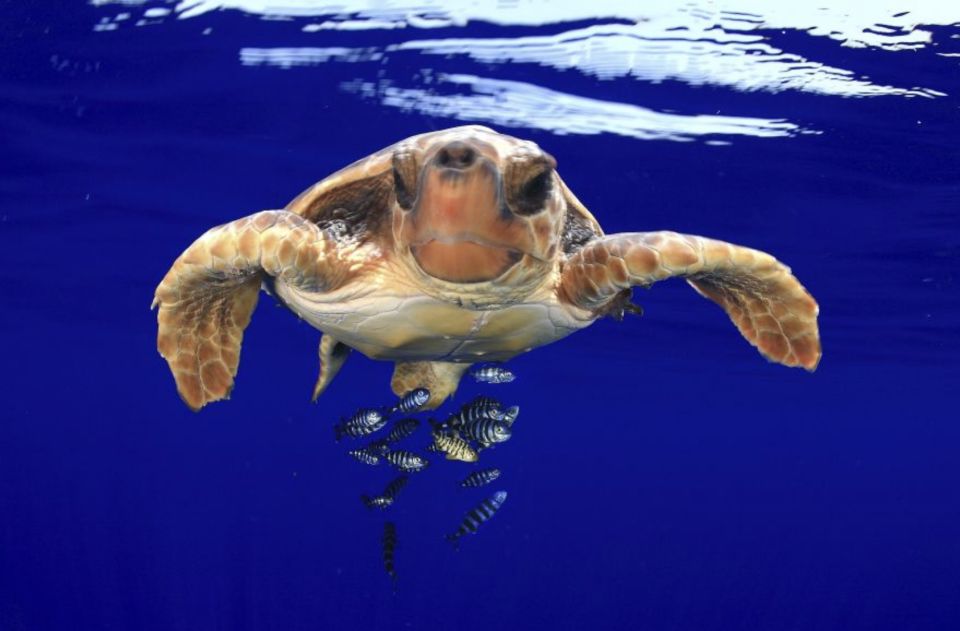 Tenerife: Kayak Safari and Sea Turtle Snorkeling - Directions