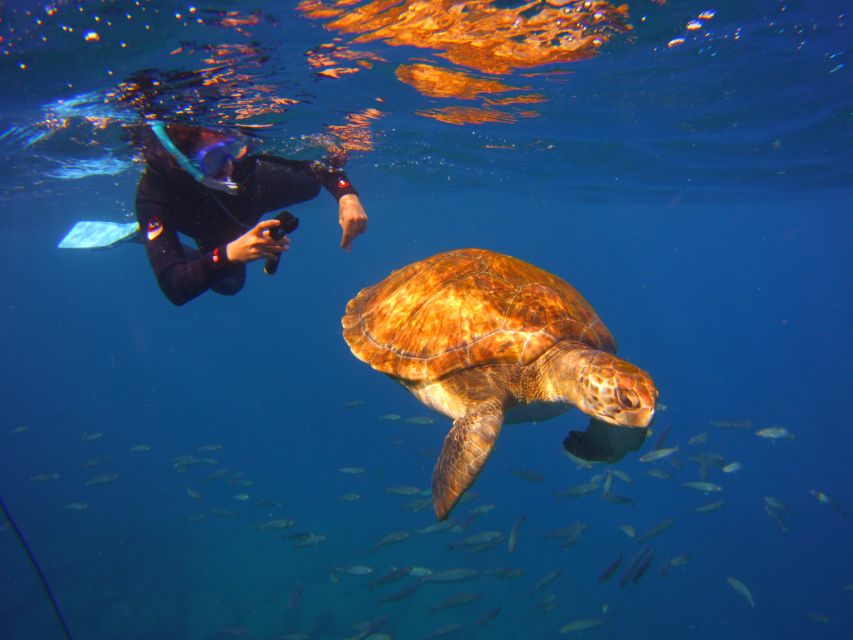 Tenerife: Snorkel With Turtles - Directions