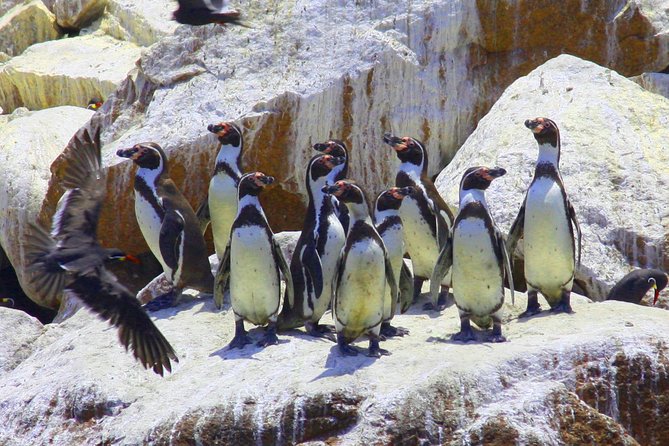 The Ballestas Islands Tour & Paracas National Reserve - From Lima - Directions