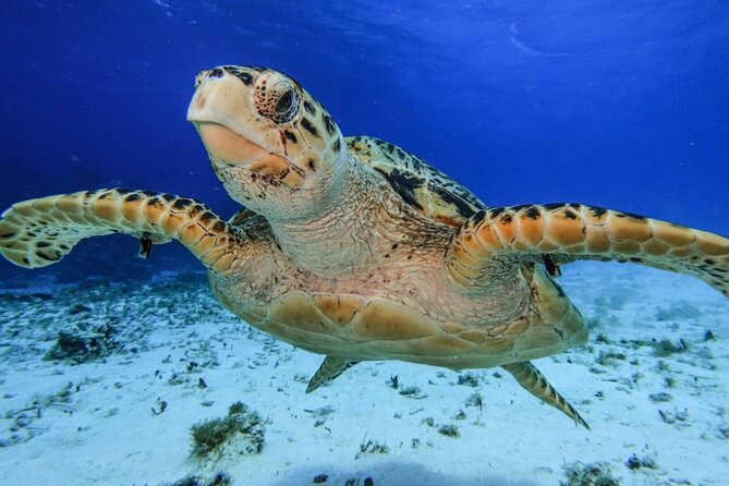 The Cozumel Sky Snorkeling by Private Boat - Directions and Logistics