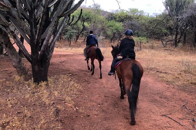 Thrilling Joburg Horseback Safari & Sky-High Cable Car Adventure - Common questions