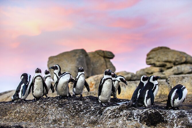 Top 10 Super Tour: Table Mountain, Penguins & Cape of Good Hope Small Group Trip - Outstanding Overall Tour Experience