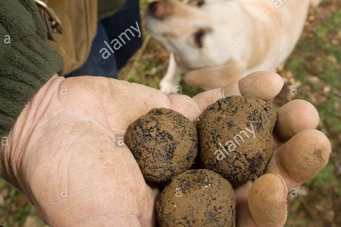 Truffle Hunting With Wine Tasting in Chianti - Additional Information