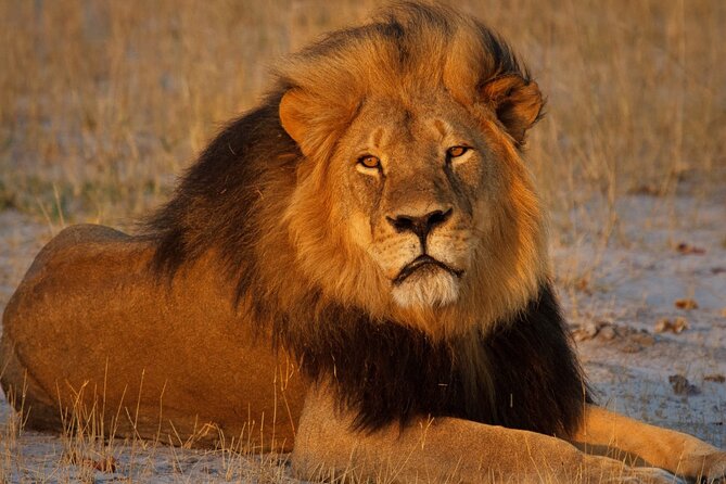 Unforgettable Lion Safari Adventure From Johannesburg - Return Trip to Johannesburg