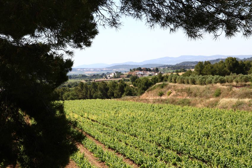 Vilafranca Del Penedès: Winery Visit With Tastings - Common questions