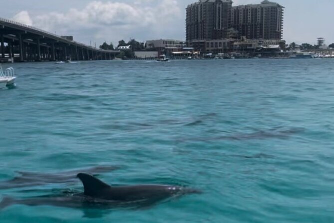 Waverunner Dolphin Tour - Last Words