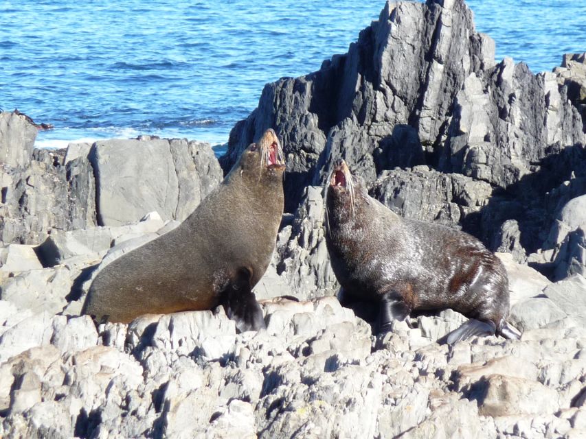 Wellington: Half Day Seal Coast Safari - Transfer Policy