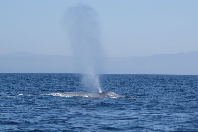 Whale and Dolphin Watching in San Diego - Key Highlights of the Experience