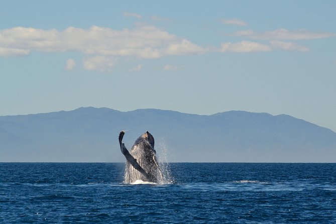 Whale & Dolphin Watching Cruise in Puerto Vallarta All Inclusive - Weather Conditions