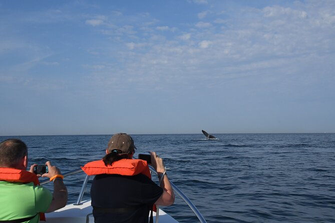 Whale Research Adventure - Leaded by Marine Biologist. - Booking and Contact Information