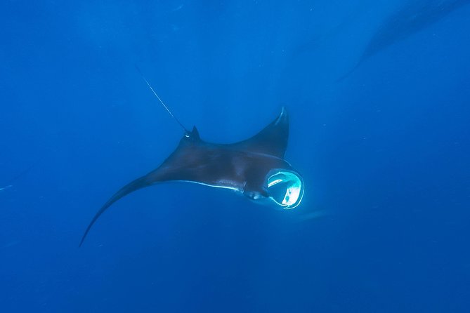 Whale Shark Encounter Full-Day All Inclusive Tour From Riviera Maya - Common questions