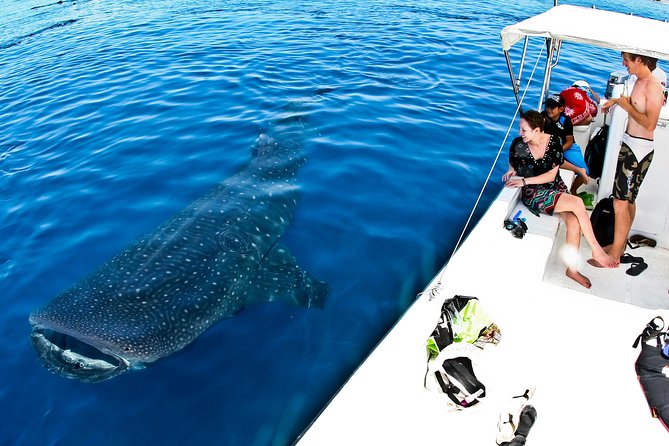 Whale Shark Tour From Cancun, Playa Del Carmen, Tulum and Riviera Maya - Booking and Reservation Information