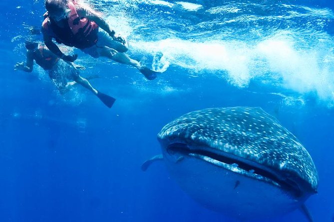 Whale Sharks Small-Group Tour in Cancun and Riviera Maya - Tips and Suggestions