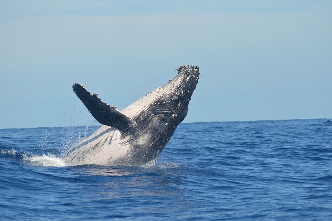 Whale Watching Cruise in Los Cabos - Cancellation Policy Details