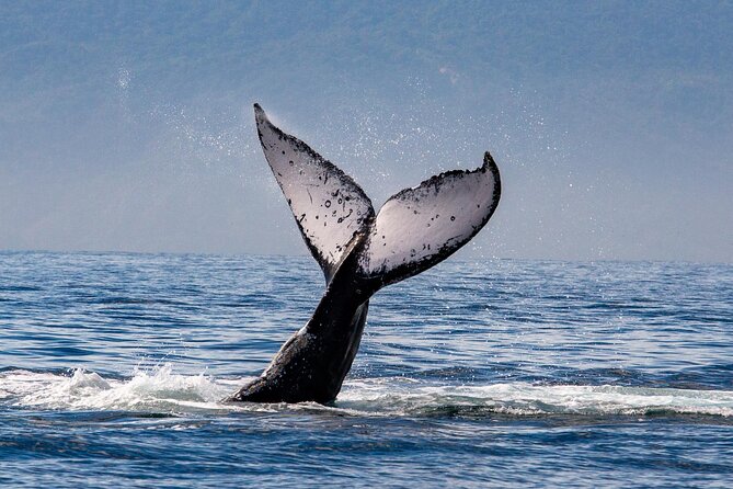 Whale Watching Cruise In Puerto Vallarta & Nuevo Vallarta - Tips for a Memorable Cruise