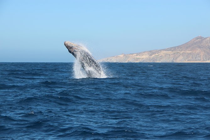 Whale Watching in Cabo San Lucas on Board Our Luxury Trimaran! - Last Words